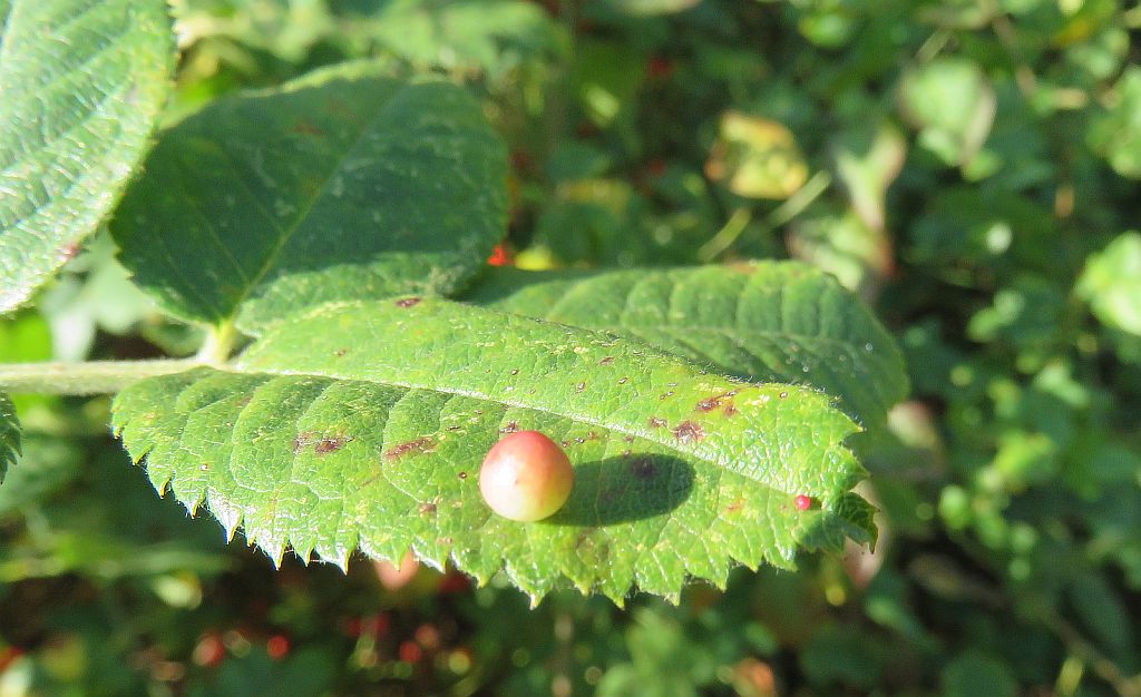  Smooth Rose pea gall